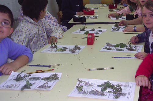 Bot&aacute;nica PRIMARIA